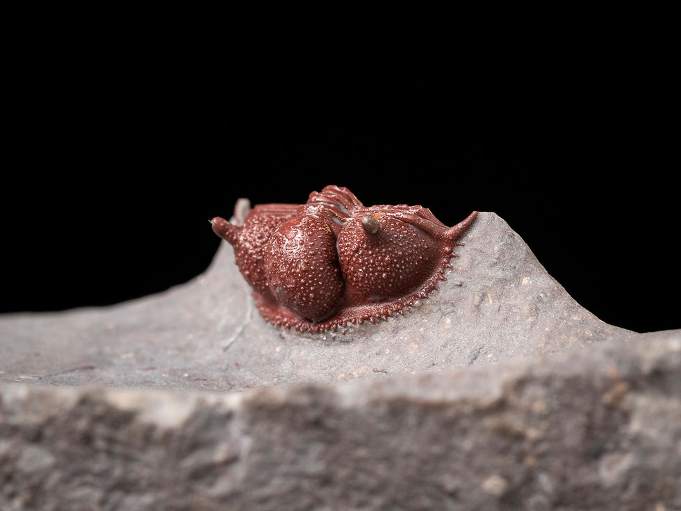 Miniatura: Trilobite del Devónico fosilizado en rojo Cyphaspides ammari procedente de la famosa cantera de Hamar Laghdad