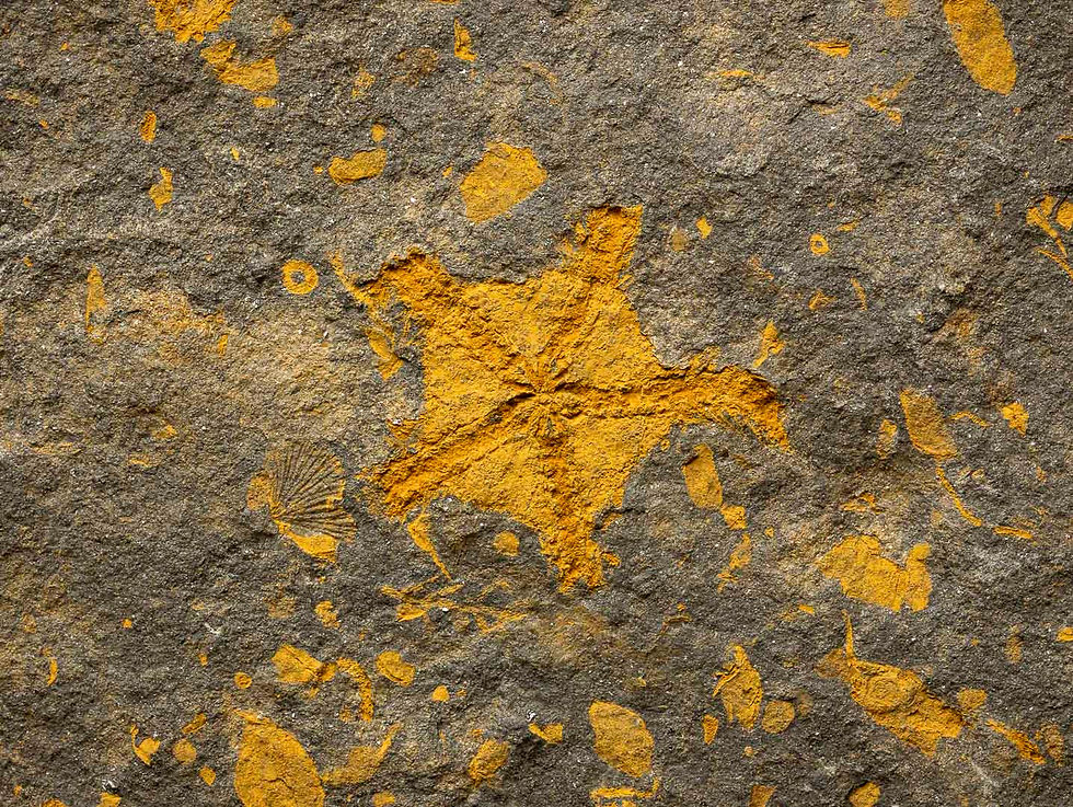 Miniatura: Ophiuroidea, Eocrinoidea y otras especies