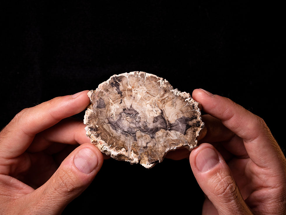 Rodaja de madera fósil pulida Araucarioxylon sp. del Triásico (Madagascar)