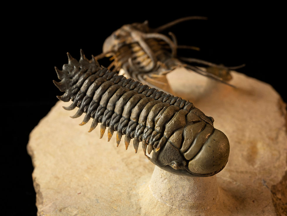 Thumbnail: Dicranurus monstrosus & Crotalocephalus gibbus