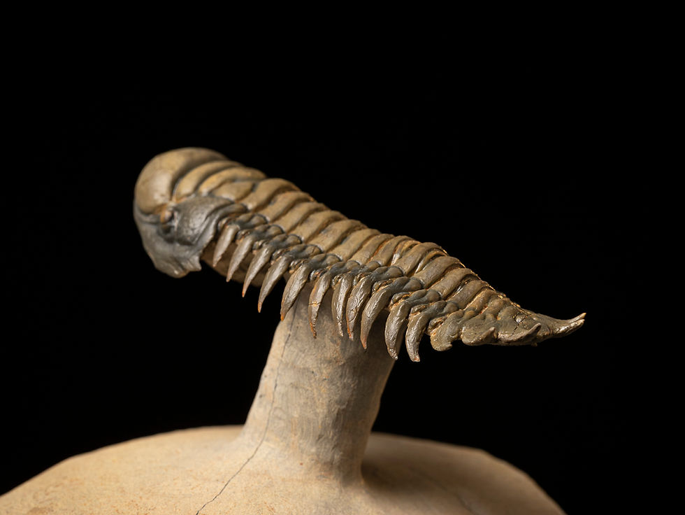 Thumbnail: Trilobite del devónico Crotalocephalus gibbus con asombrosa limpieza