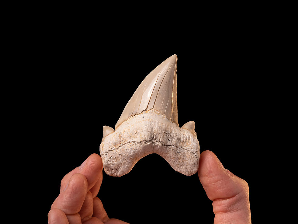 Fotografía auténtico diente de tiburón prehistórico Otodus obliquus | Toptrilos