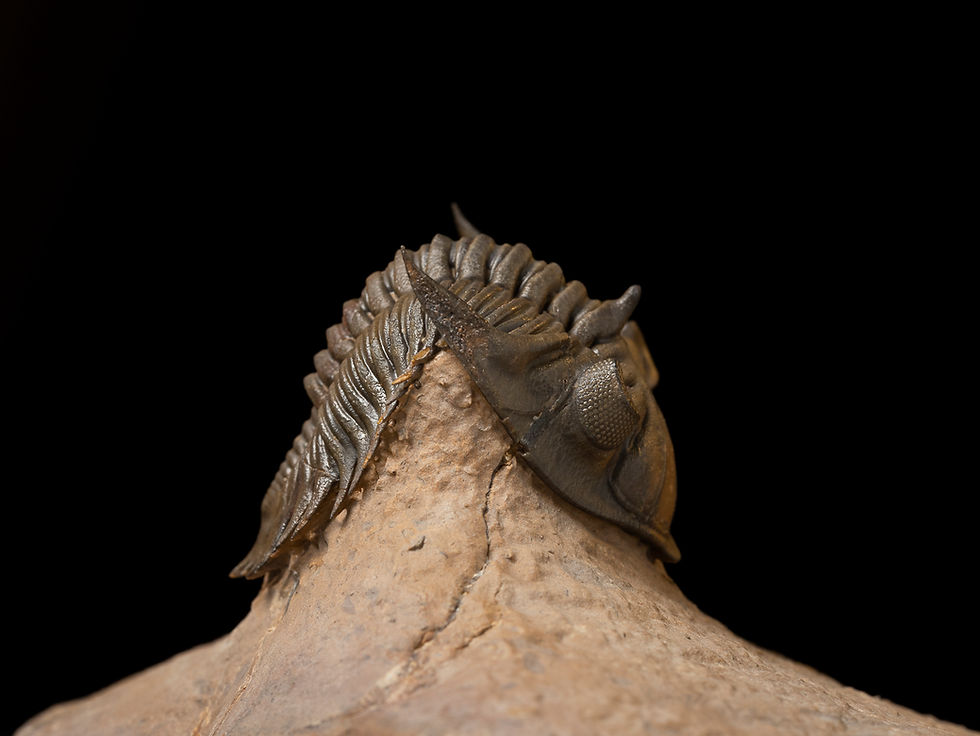 Thumbnail: Fotografía trilobite alta calidad fósil devónico Metacanthina issoumourensis