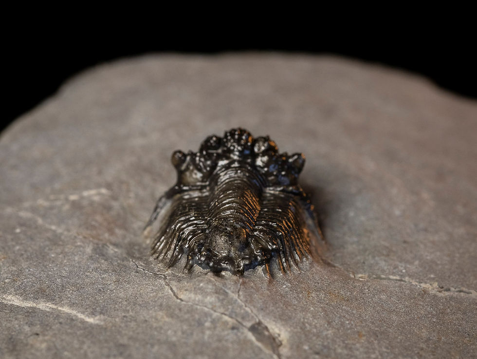 Thumbnail: Acanthopyge (Lobopyge) bassei