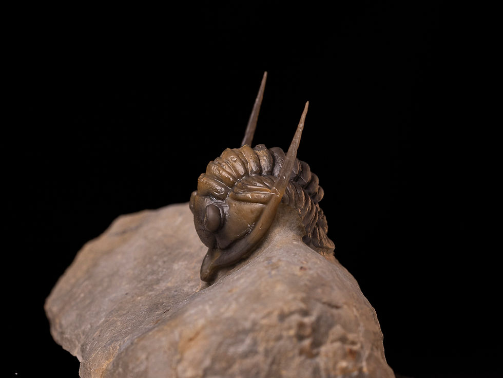 Miniatura: Trilobite del devónico medio Diademaproetus antatlasius