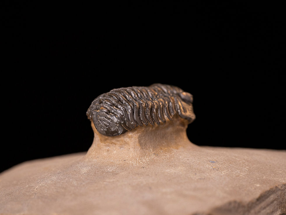 Miniatura: Trilobite del devónico inferior Acastoides zguilmensis