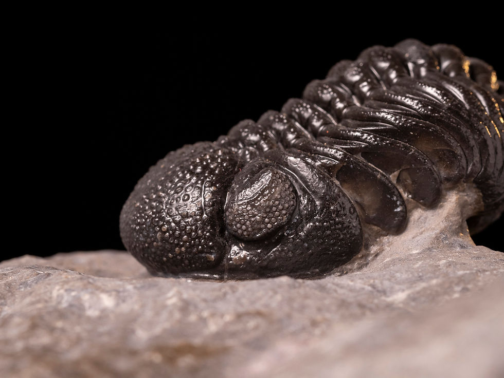 Thumbnail: Trilobites del Devónico Inferior Morocops ovatus & Hollardops mesocristatus