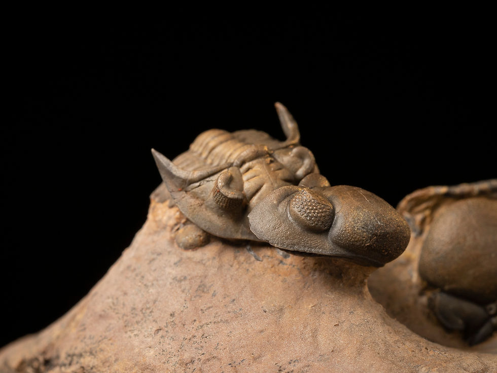 Thumbnail: Asociación Trilobites del Devónico Minicryphaeus minimus & Reedops sp.