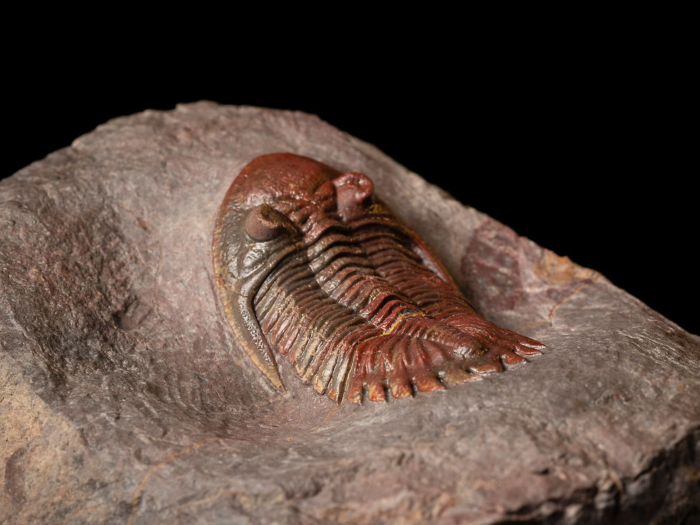 Thumbnail: Fotografia vista frontal trilobite Hollardops aff. burtandminae de inusual color rojo