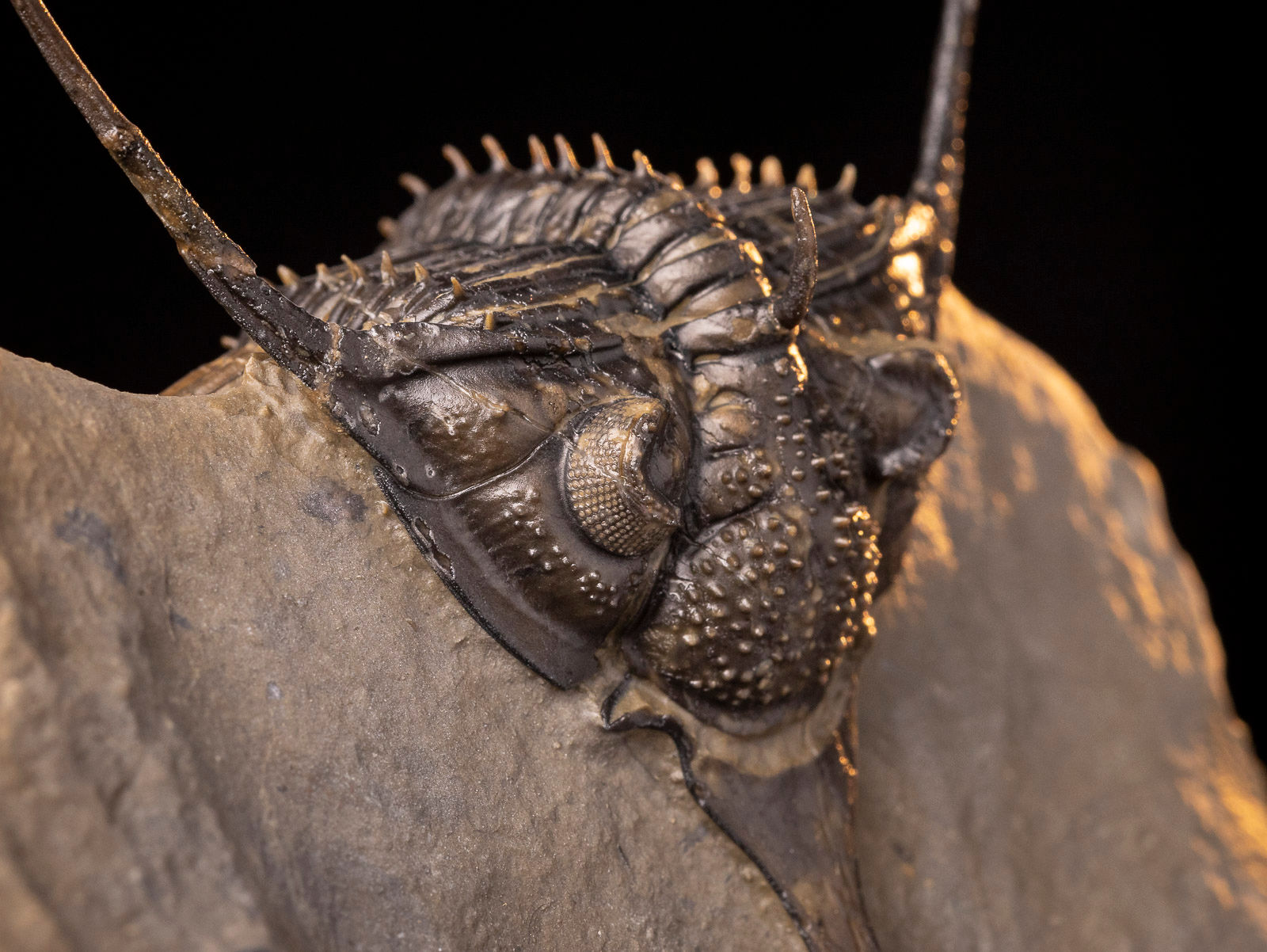 Trilobite del Devónico Medio de la codiciada especie Psychopyge angeles