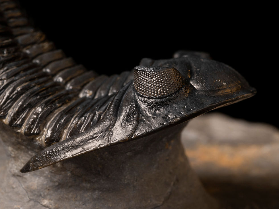 Thumbnail: Trilobite Fósil Devónico Hollardops mesocristatus