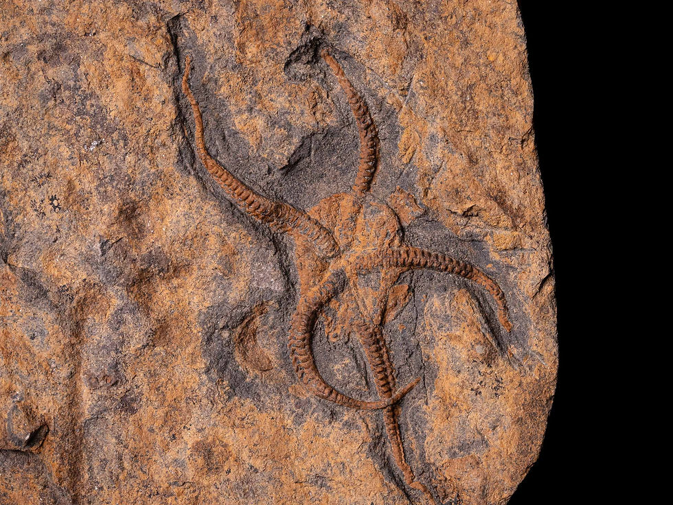 Equinodermos fósiles Ophiuroidea y Asteroidea del Ordovícico procedentes de El Kaid Errami