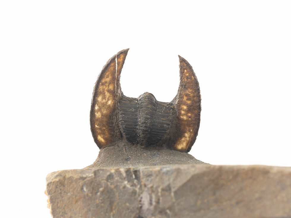 Miniatura: Lioharpes sp. (Especie sin determinar)