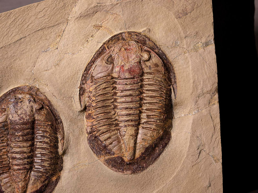 Miniatura: Doble asociación de trilobites del ordovícico inferior Asaphellus jujuanus
