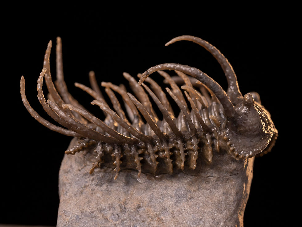 Miniatura: Increíble trilobite del devónico inferior Koneprusia dahmani