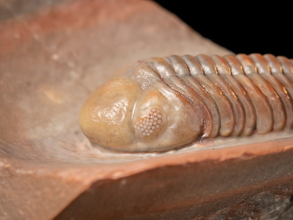 Thumbnail: Trilobite del Devónico Medio Austerops smoothops procedente de Jorf