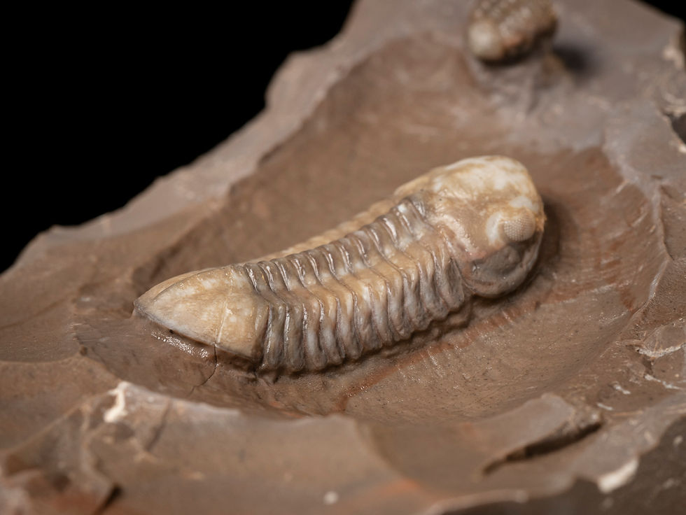 Thumbnail: Trilobites del Devónico medio Struveaspis bignoni procedentes de Jorf