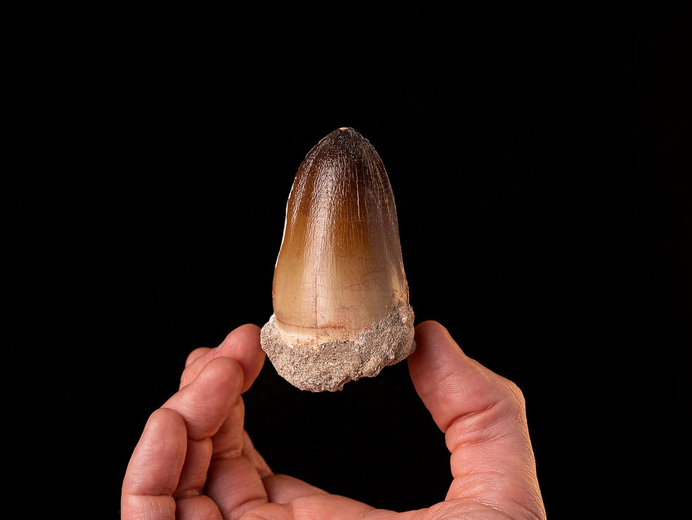 Diente de reptil marino Prognathodon curii (Mosasaurio) | Toptrilos