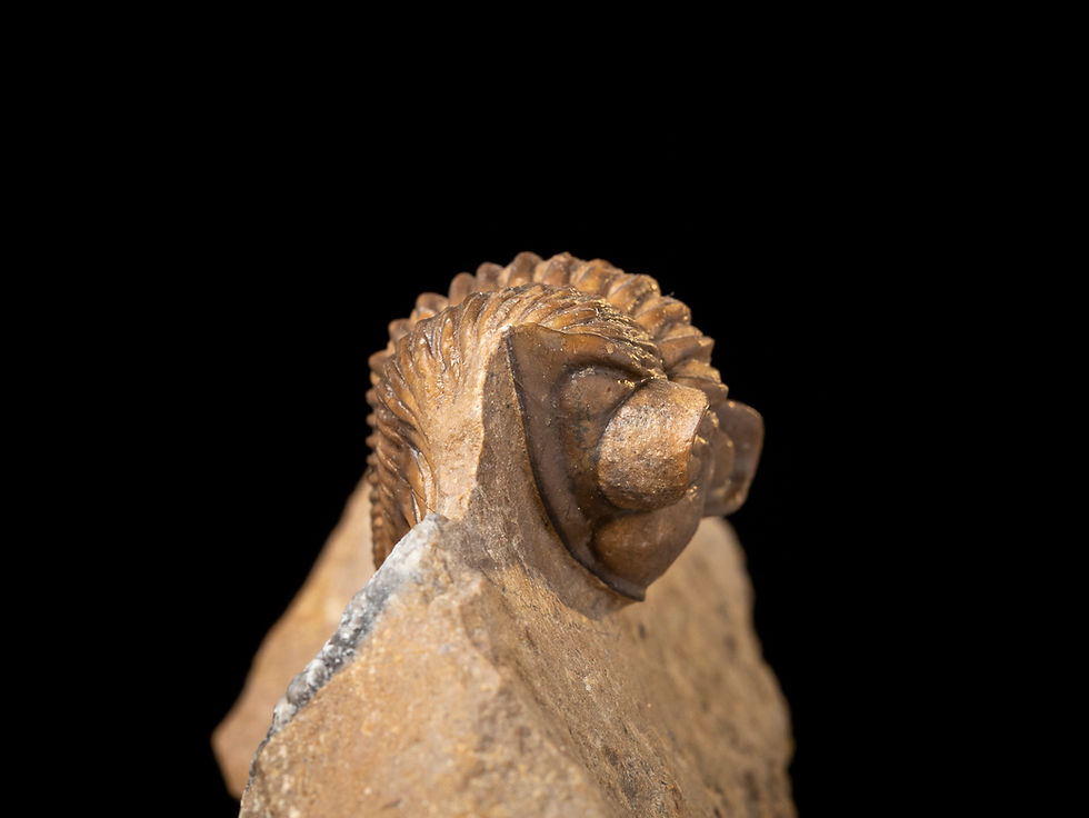 Thumbnail: Trilobite del Devónico Inferior Coltraneia cf. oufatenensis procedente de Issoumoure