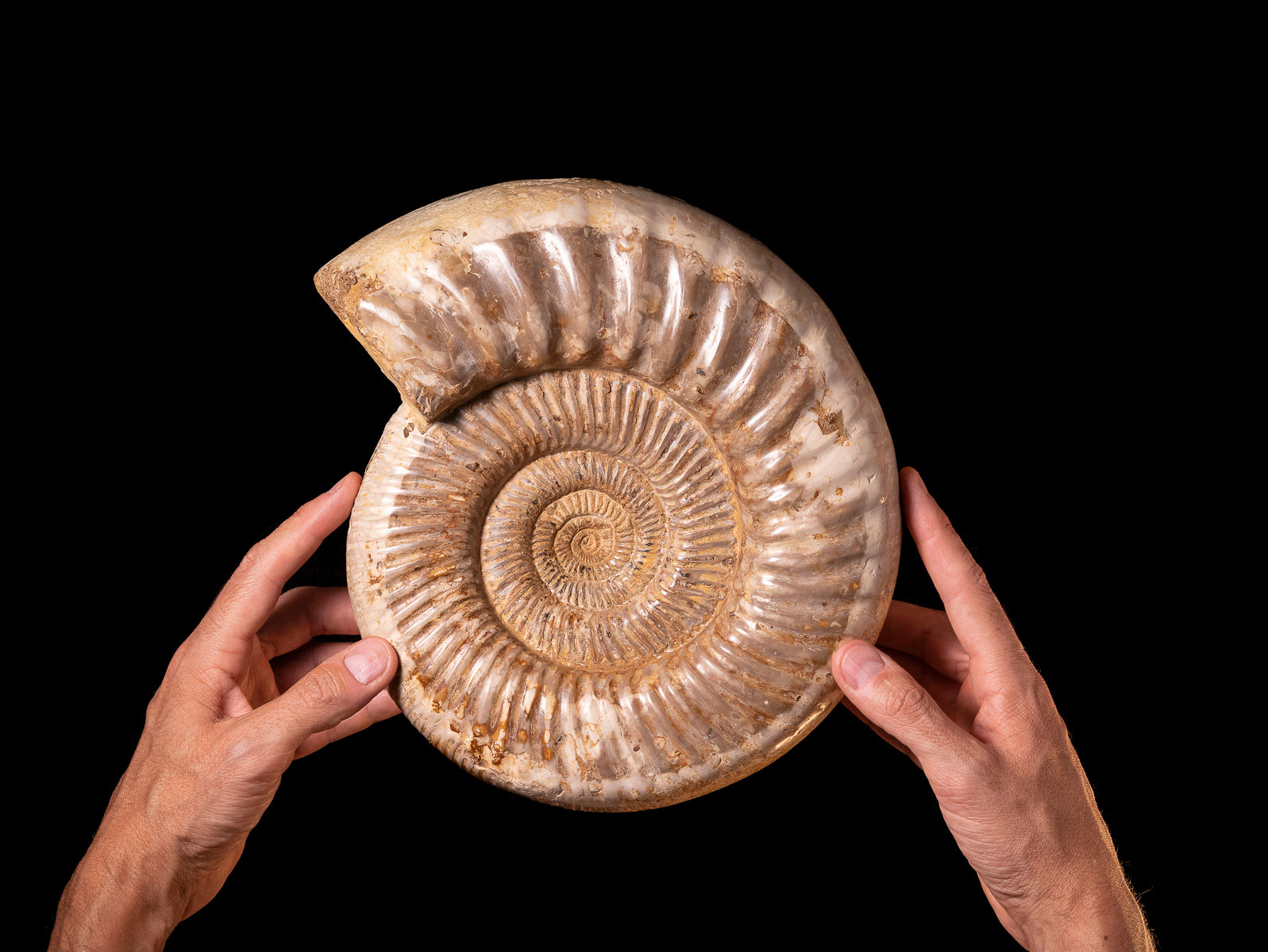 Ammonite fósil Kranaosphinctes sp. Jurásico superior (Madagascar)