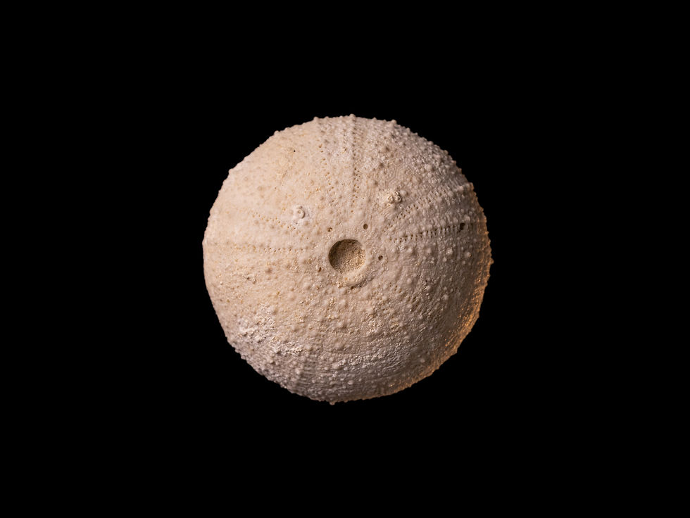 Erizo de mar fósil del Mioceno medio Cryptechinus humilior, procedente del Río Murray (Australia)