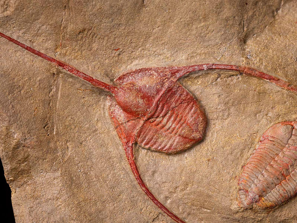 Ampyx priscus