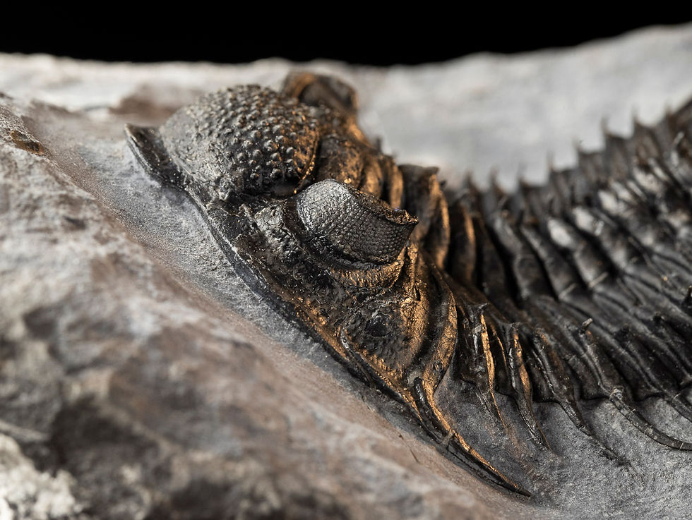 Thumbnail: Saharops sp.