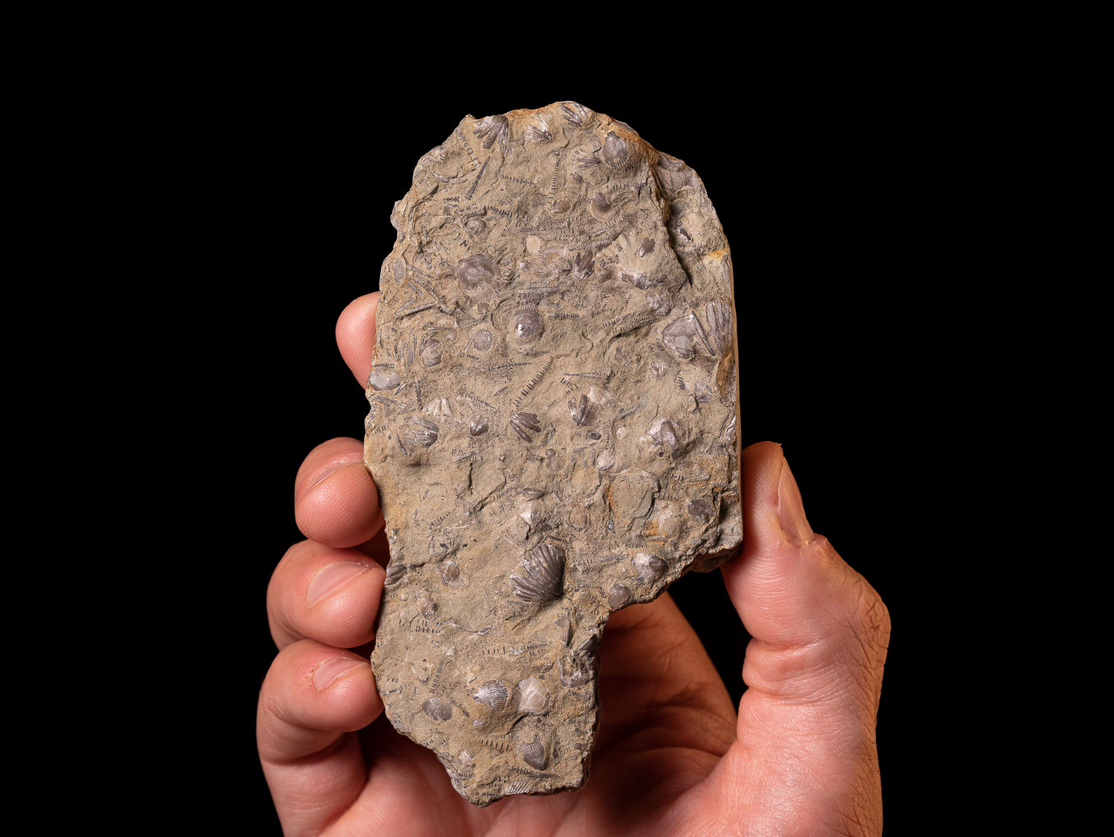 Moluscos del Devónico Punctospirella fragilis & Tentaculites aff. gedinnianus procedentes de Ucrania