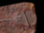 Placa de crinoideos del silúrico Scyphocrinites elegans