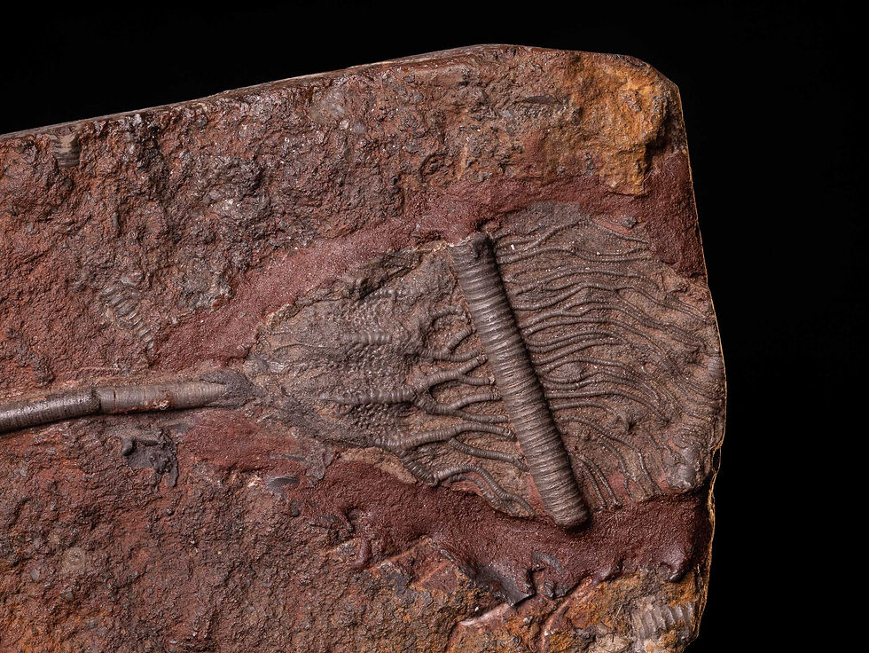 Placa de crinoideos del silúrico Scyphocrinites elegans