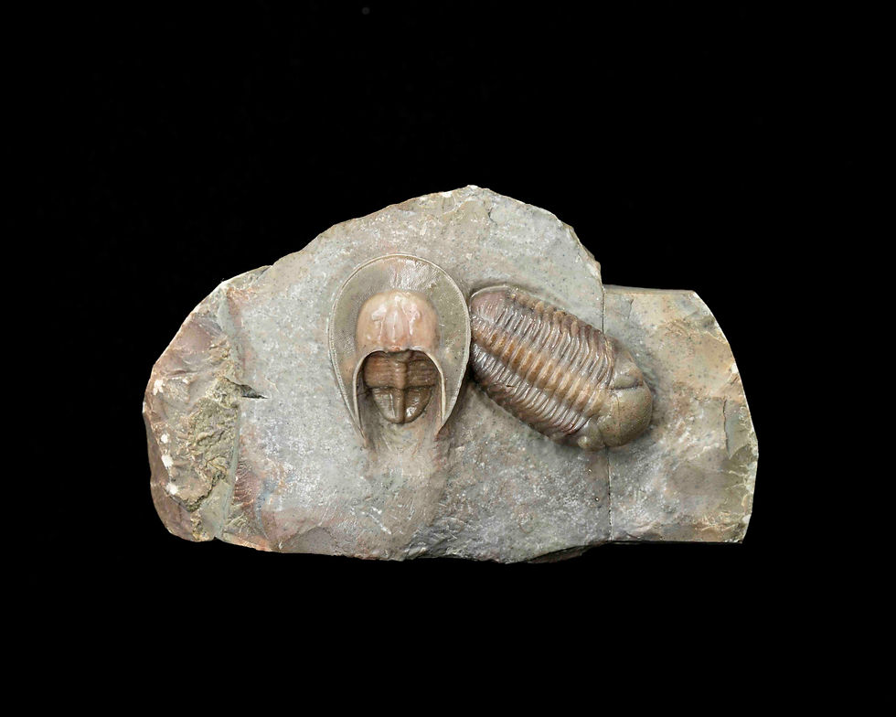 Harpes hamarlaghdadensis & Austerops sp.