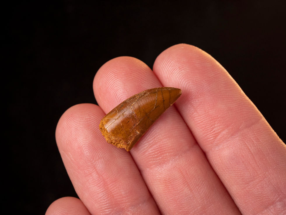 Miniatura: Fotografía vista general auténtico diente de dinosaurio carnívoro Abelisauridae calidad museo sobre una mano