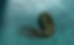 Ammonites