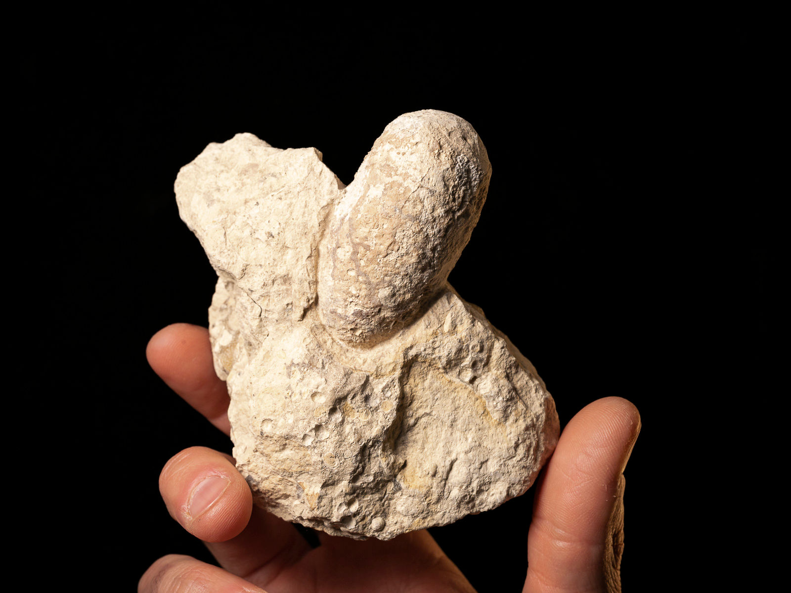 Huevo fósil cocodrilo Eoceno Crocodilienovum buxowillanum