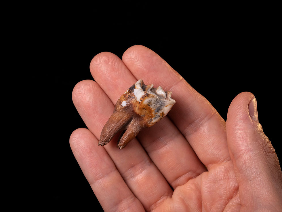 Thumbnail: Molar fósil mamífero Bison priscus (Pleistoceno) | Toptrilos