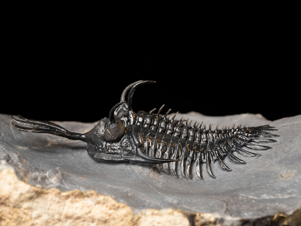 Thumbnail: Fotografía Trilobite Devónico alta calidad exclusivo