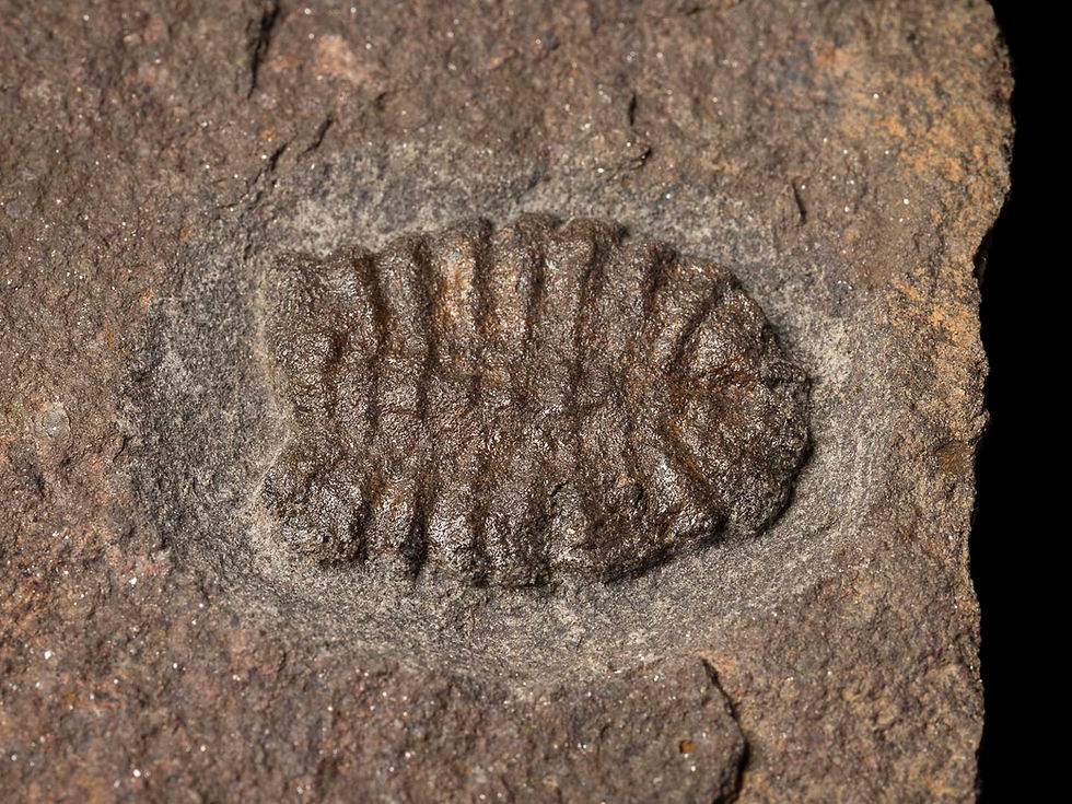 Thumbnail: Duslia insignis (Cheloniellon)