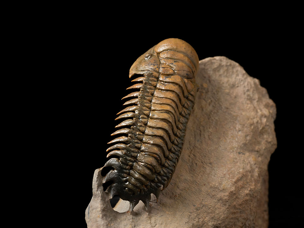 Thumbnail: Trilobite Fósil Devónico Crotalocephalus gibbus