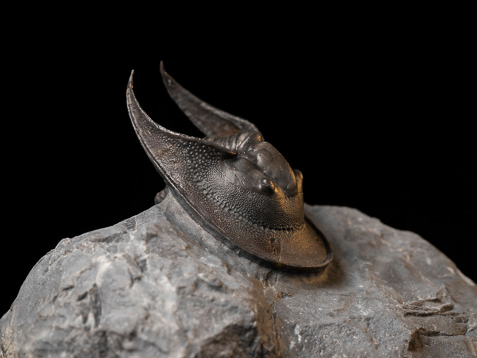 Thumbnail: Trilobite Devónico Harpes perradiatus