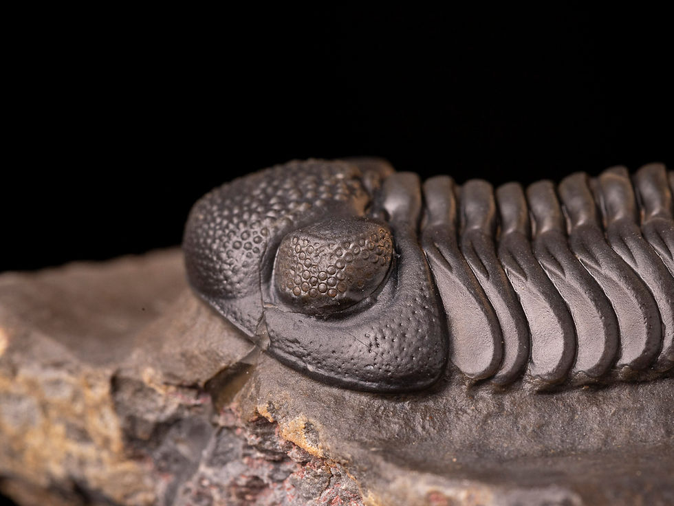 Miniatura: Trilobite del Devónico inferior Pedinopariops (Hypsipariops) vagabundus