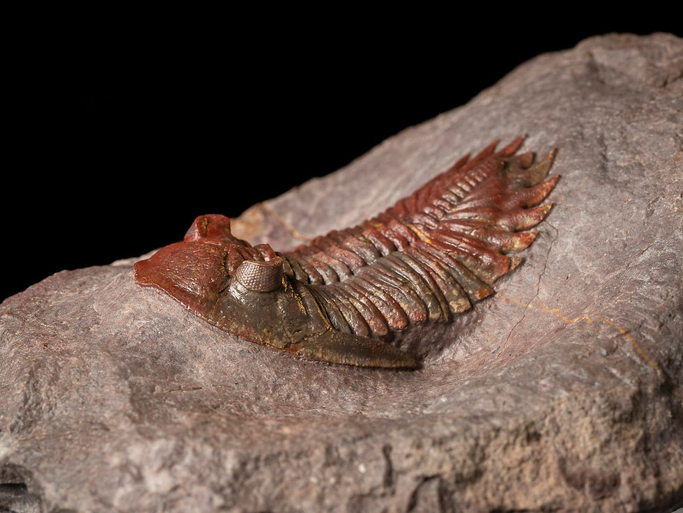 Thumbnail: Fotografia vista frontal trilobite Hollardops aff. burtandminae de inusual color rojo