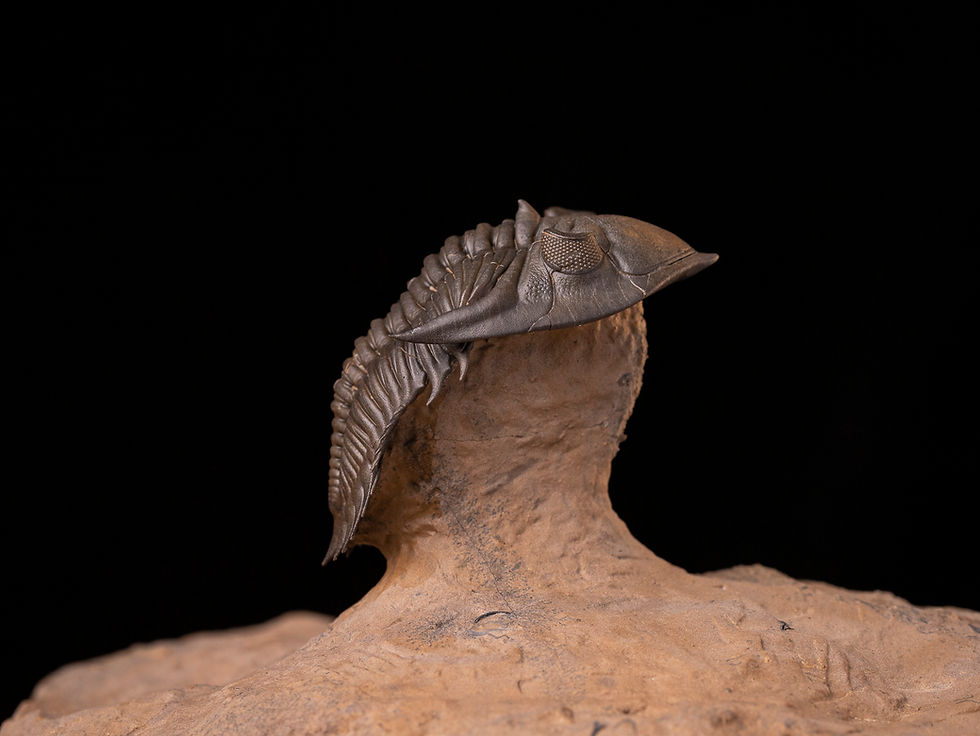 Miniatura: Trilobite del Devónico Metacanthina issoumourensis