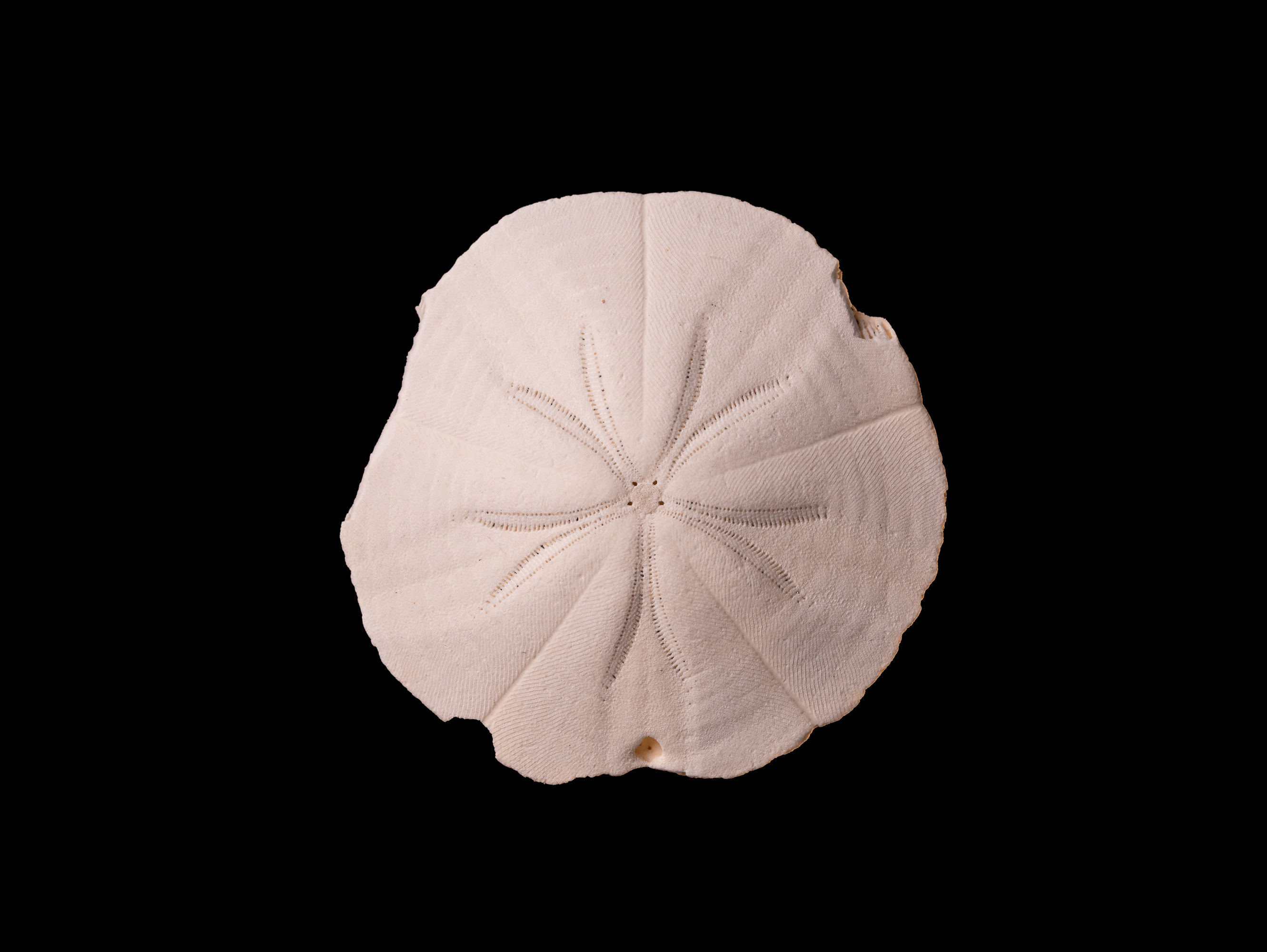 Erizo de mar fósil del Mioceno medio Monostychia australis procedente de Blanchetown (Australia)