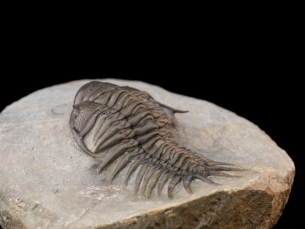 Thumbnail: Crotalocephalus maurus (Pellitopeltis)