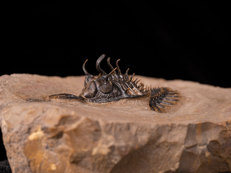 Thumbnail: Trilobite del devónico inferior Walliserops hammi