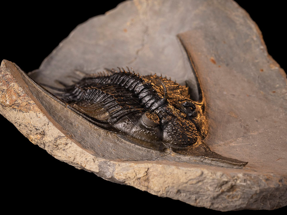 Trilobite del Devónico Medio de la codiciada especie Psychopyge angeles