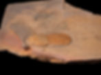 Thumbnail: Trilobite del ordovícico superior Cyclopyge sibilla