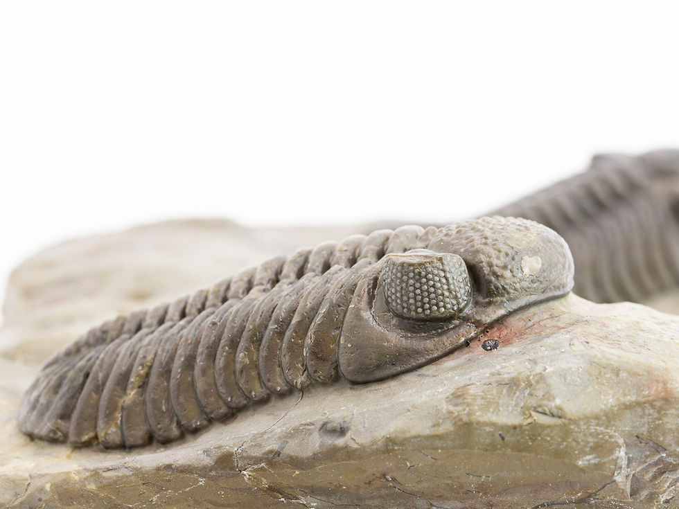 Miniatura: Pedinopariops sp. (From Jorf)