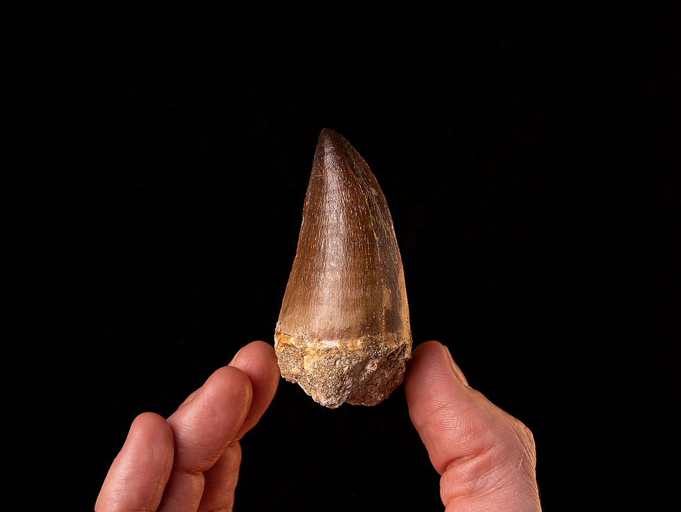 Diente reptil marino Thalassotitan atrox (Mosasaurio) | Toptrilos