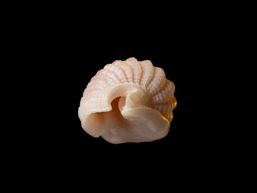 Thumbnail: Nassaius castus